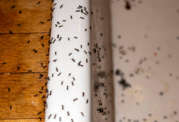 Spider Control Near Me in West Hollywood, CA