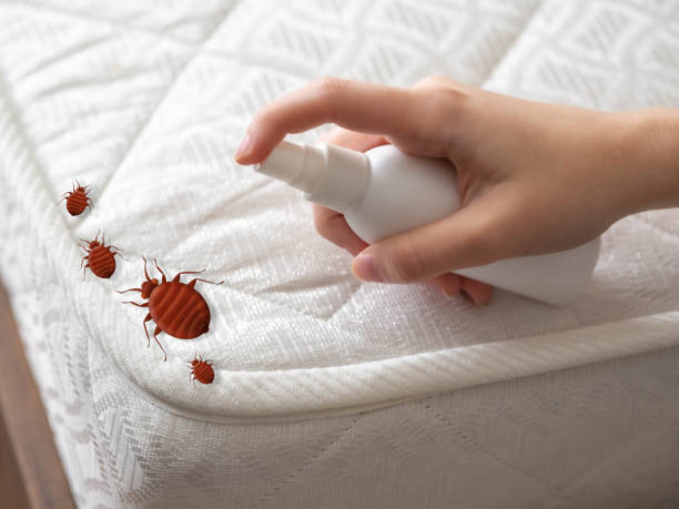 Best Ant Control Services  in West Hollywood, CA
