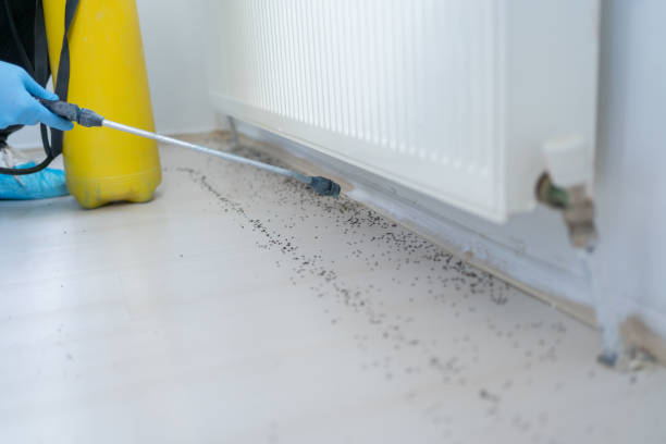 Best Affordable Pest Control Services  in West Hollywood, CA